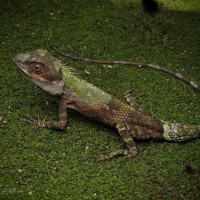 Calotes liolepis Boulenger, 1885